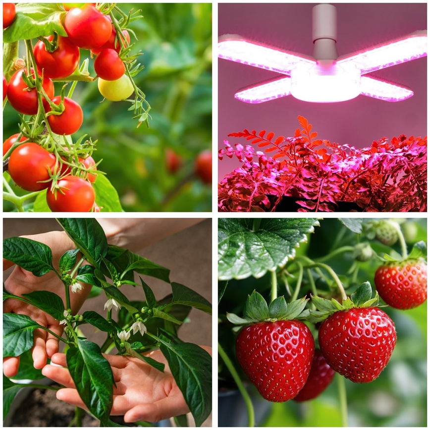 LED Żarówka do wzrostu roślin VITABLOOM E27/40W/230V 1200K - Brilagi