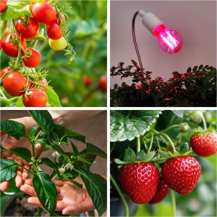 LED Żarówka do wzrostu roślin VITABLOOM E27/8W/230V 1200K - Brilagi