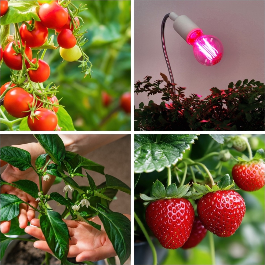 LED Żarówka do wzrostu roślin VITABLOOM E27/8W/230V 1200K - Brilagi
