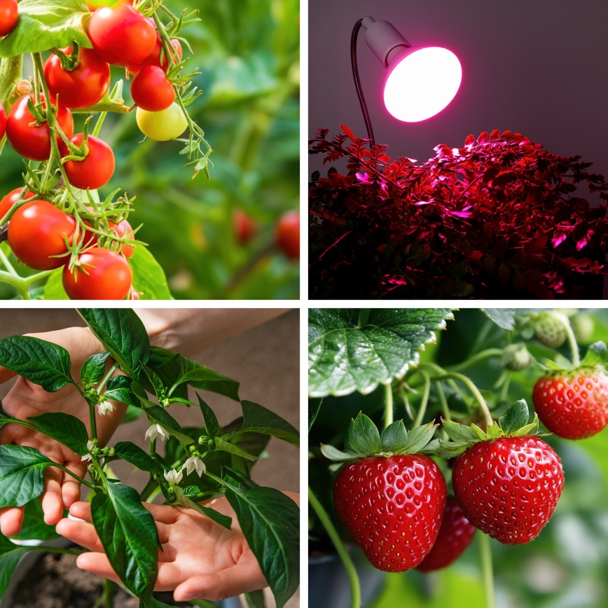 LED Żarówka do wzrostu roślin VITABLOOM E27/9W/230V 1200K biała - Brilagi