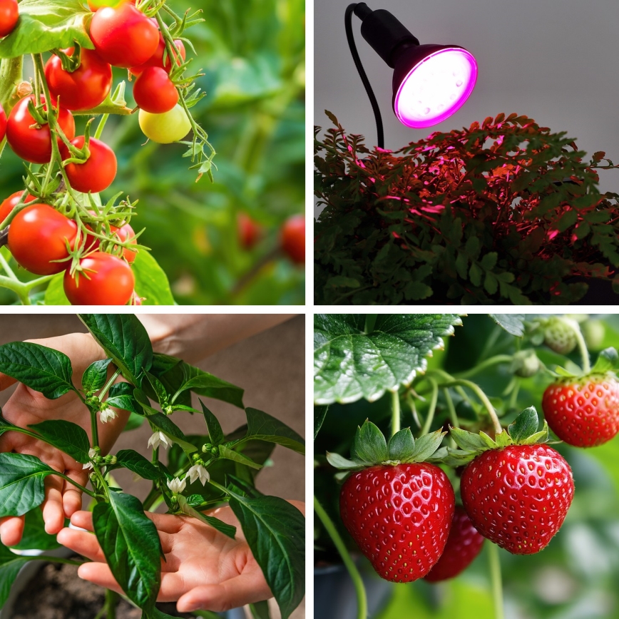 LED Żarówka do wzrostu roślin VITABLOOM E27/9W/230V 1200K czarna - Brilagi