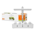 Ledvance - Lampa LED do wnętrz do roślin GARDEN KIT LED/24W/230V