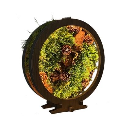 Li-Go 23654 - Dekoracyjna lampa stołowa LED z regulacją jasności LED/12W/230V 20x22 cm orzech/martwa natura z mchem