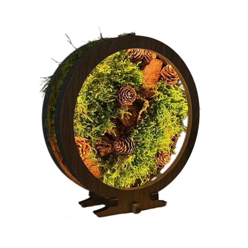 Li-Go 23654 - Dekoracyjna lampa stołowa LED z regulacją jasności LED/12W/230V 20x22 cm orzech/martwa natura z mchem