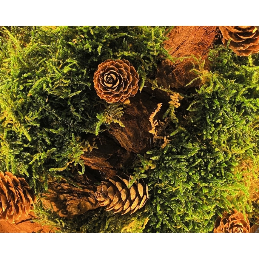 Li-Go 23654 - Dekoracyjna lampa stołowa LED z regulacją jasności LED/12W/230V 20x22 cm orzech/martwa natura z mchem