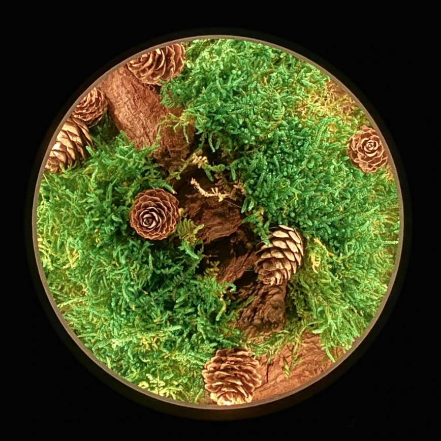 Li-Go 23654 - Dekoracyjna lampa stołowa LED z regulacją jasności LED/12W/230V 20x22 cm orzech/martwa natura z mchem