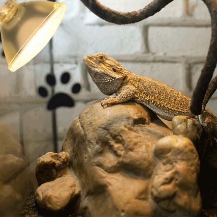 Nobleza - UVB Żarówka do terrariums E27/35W/230V IP54