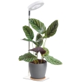 Ściemnialna lampa biurkowa LED do uprawy roślin VERDI LED/5W/5V 1300K CRI 95 biała