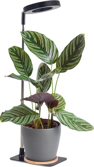 Ściemniana lampka biurkowa LED do uprawy roślin VERDI LED/5W/5V 1300K CRI 95 czarna