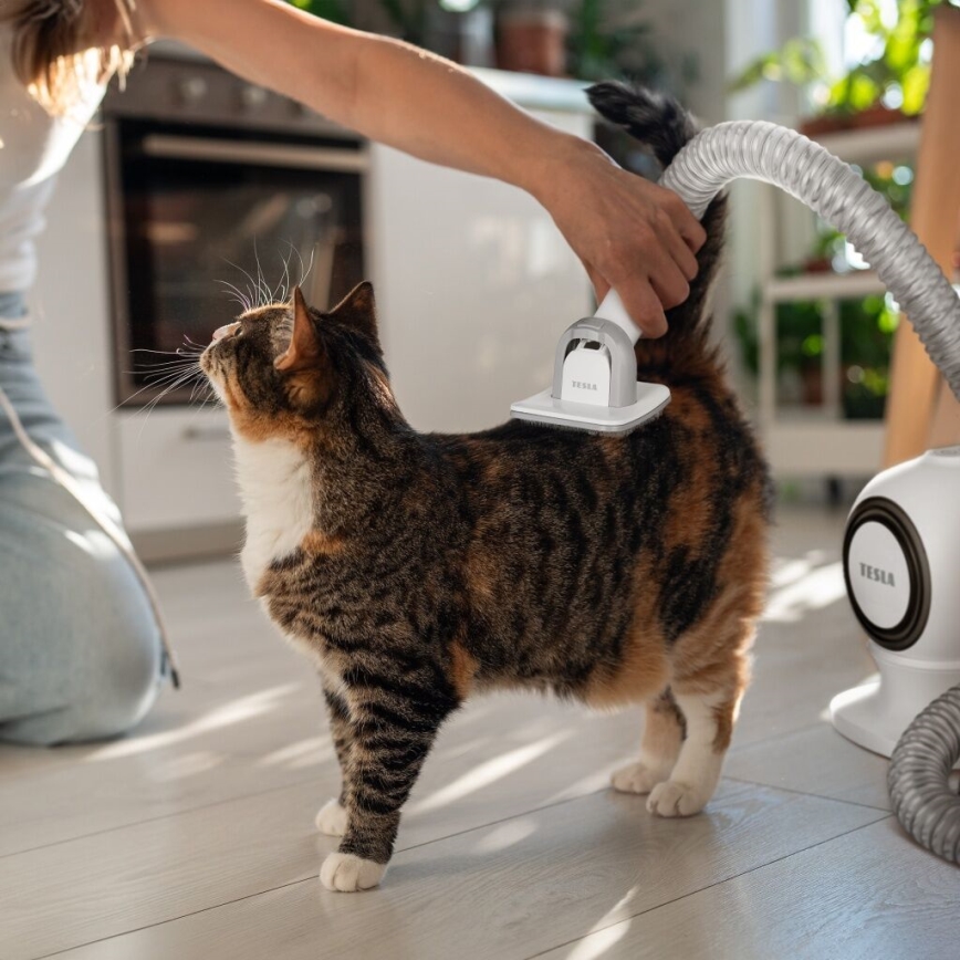 TESLA Electronics PetCare - Zestaw do pielęgnacji sierści zwierząt 300W/230V