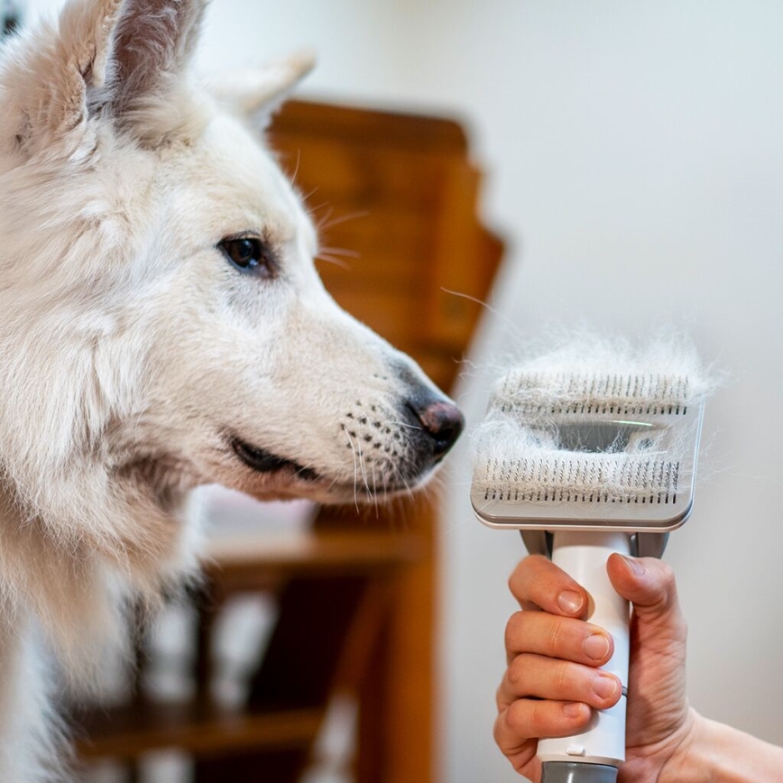 TESLA Electronics PetCare - Zestaw do pielęgnacji sierści zwierząt 300W/230V