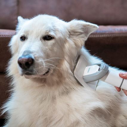 TESLA Electronics PetCare - Zestaw do pielęgnacji sierści zwierząt 300W/230V