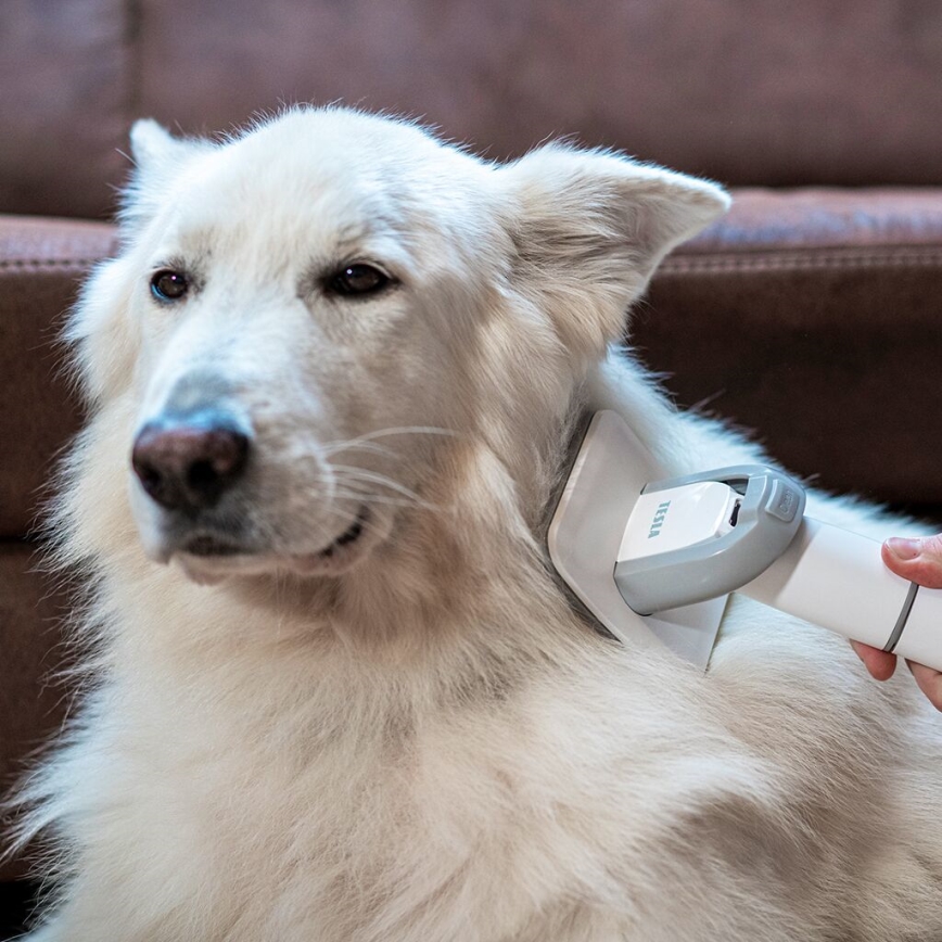 TESLA Electronics PetCare - Zestaw do pielęgnacji sierści zwierząt 300W/230V