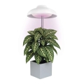 Wewnętrzna lampa LED do uprawy roślin GROW LED/5W/5V